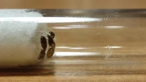 Solenopsis fugax - янтарные воры! Муравей - вор.