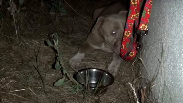 Она включила фонарь в темноте. И закричала, такого не ожидала увидеть! смотреть онлайн