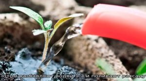 Луковая шелуха для рассады томатов и перцев.