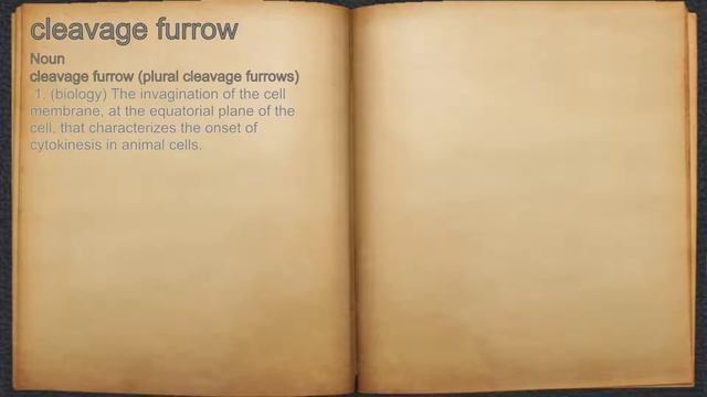 What does cleavage furrow mean? смотреть онлайн