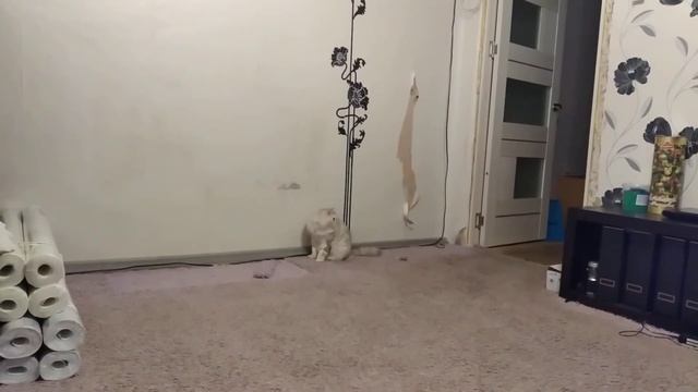 Меховые штаны снова в деле..:) смотреть онлайн