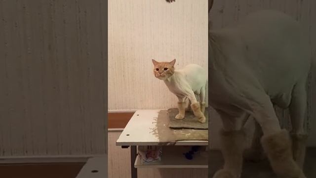 The ginger cat got rid of the fur. / Рыжий котик избавился от шерсти. смотреть онлайн