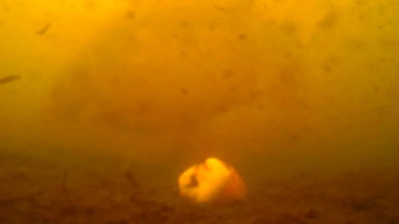 Экшн Камера Water Wolf. Съемки от команды Carptoday.