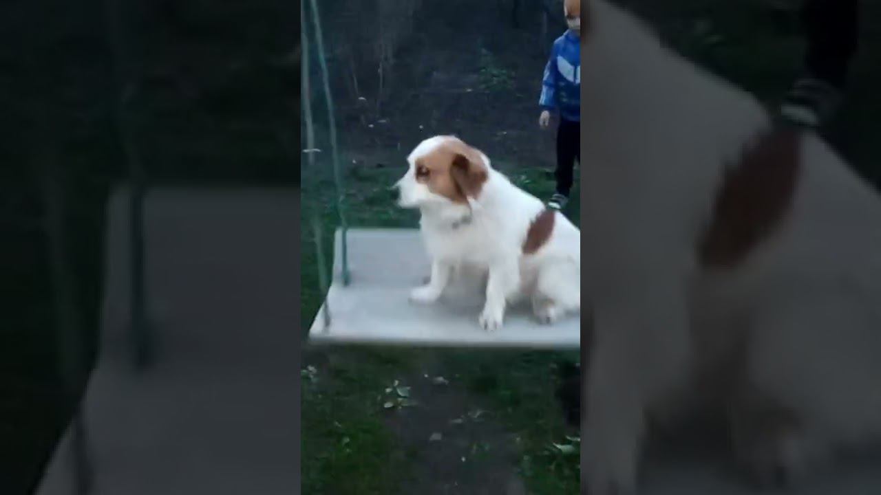 Собаки любят качели