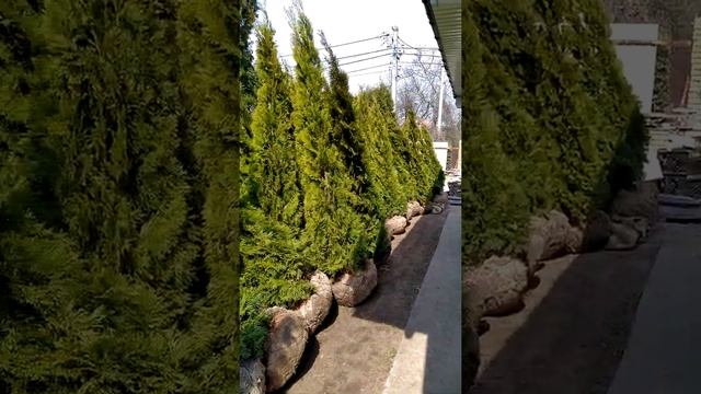 ландшафтный дизайн (Высадка живой изгороди) смотреть онлайн