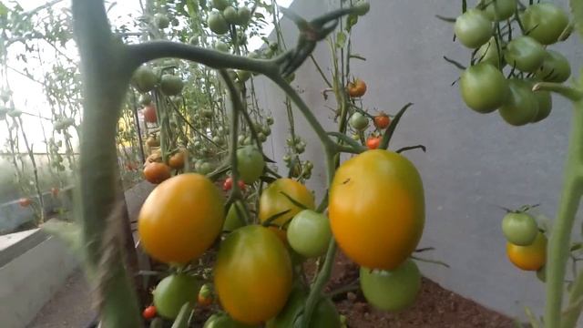 Обзор Дачи. Сбор урожая. Баня.Теплица. Помидоры. Дыня в Сибири. Густой туман. Отдых на даче смотреть онлайн