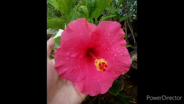 hibiscus flowers of my house,white hibiscus🕊️,redhibiscus❤️,magenta hibiscus🌸,#yashirajepateriyafan смотреть онлайн