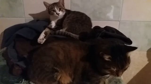 3 часть Украинский красный борщ смотреть онлайн