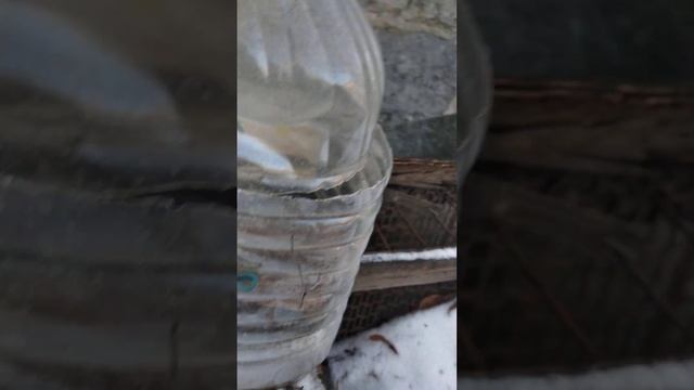 Поймал большую синицу ?#ловля#птицы#дикая природа смотреть онлайн