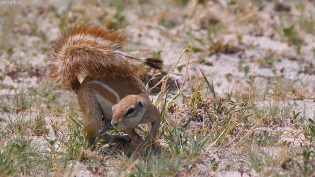 4K African Wildlife: Masai Mara National Park - Scenic Wildlife Film With Real Sounds смотреть онлайн