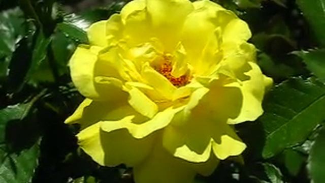 Цветы. Розы. Роза Фрезия. смотреть онлайн