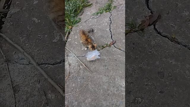 Александр Пичуев ВНИМАНИЕ! КОРМИМ БЕЗДОМНЫХ КОШЕК #ТОЛЬКОВПЛЮС смотреть онлайн