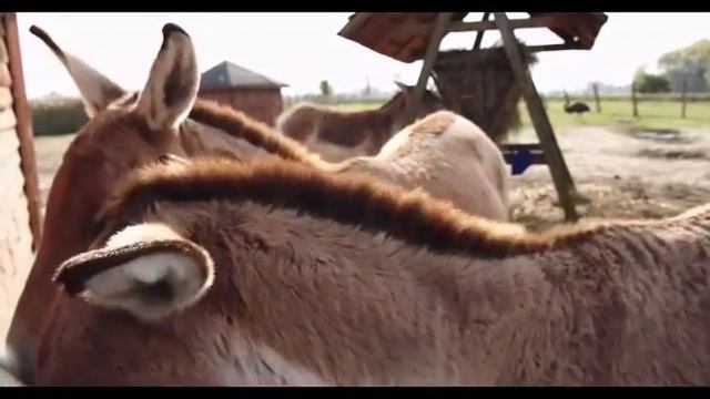 donkey meeting,horse meeting смотреть онлайн