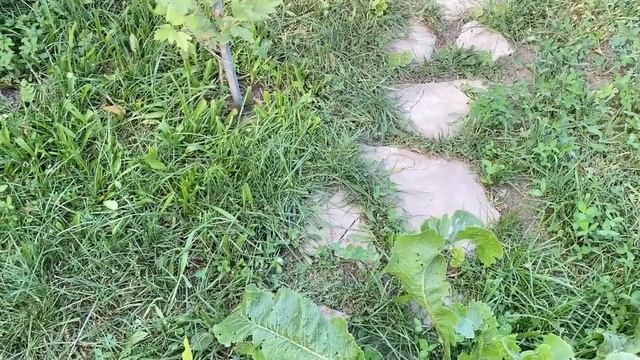 ЧТО КУПИТЬ в Магните ВЫГОДНО/ Где дешевле чем в ФИКС ПРАЙСЕ /стригу газон ножницами И ДРУГИЕ ДЕЛА смотреть онлайн