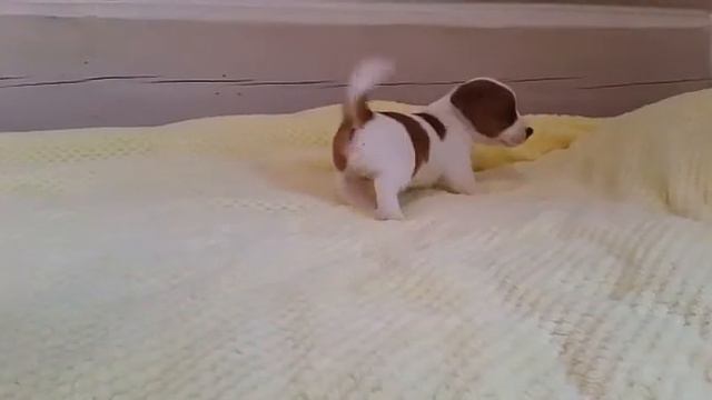 Малыш Джек Рассел смотреть онлайн