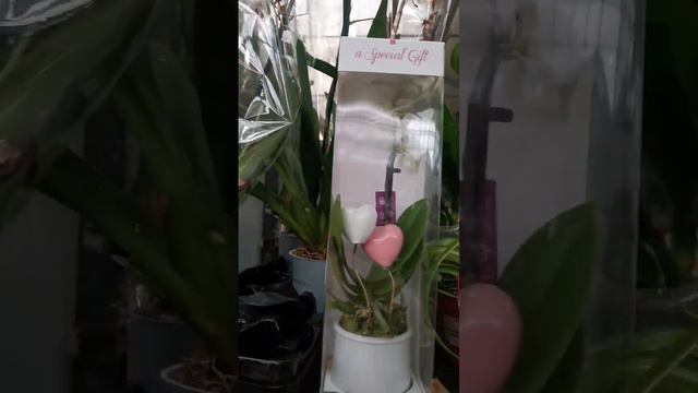 Уценка в магазине Оби г. Омск. 29.03 смотреть онлайн