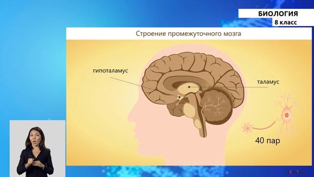 8 класс - РУ - Биология - №5 - Головной мозг, его строение и функции смотреть онлайн