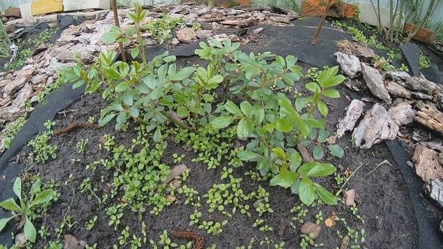 Почему я не подкармливаю однолетние розы. смотреть онлайн