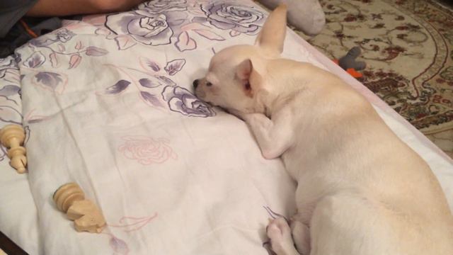 Чихуахуа в накауте, гиперсон девятого уровня смотреть онлайн