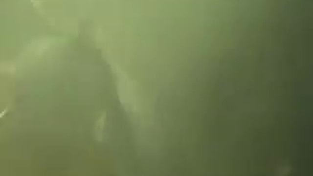 Подводная охота на сазана! Астрахань 2012. смотреть онлайн