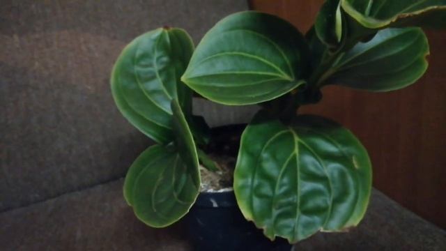 Пересадка шикарной Мединиллы! смотреть онлайн