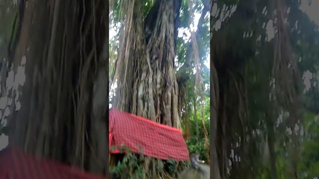 Слоновья пещера Гоа Гаджа (Goa Gajah), Бали, Индонезия смотреть онлайн