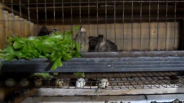 Перепела несутся 100%. смотреть онлайн