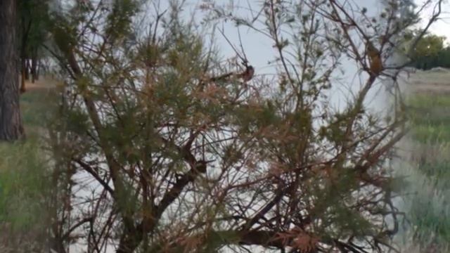 Лесная фея.mpg смотреть онлайн