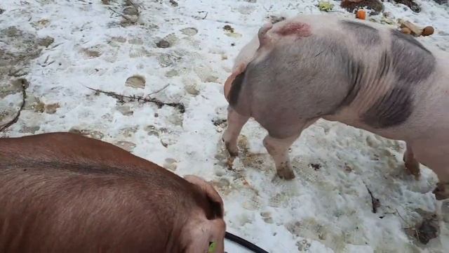 Покупка хряков с СГЦ Знаменский