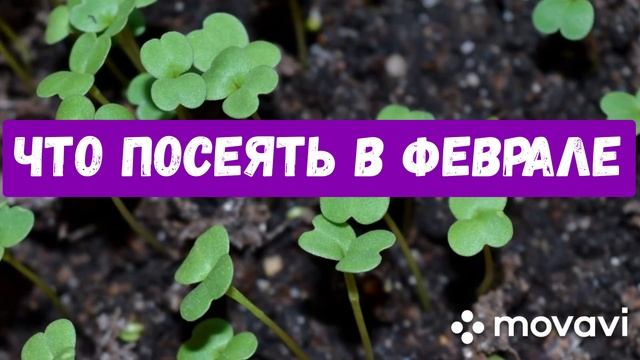 Рассада в феврале: какие овощи и цветы нужно сеять. смотреть онлайн