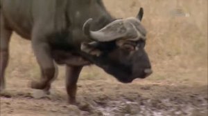 Буйволы - Гангстеры дикой природы