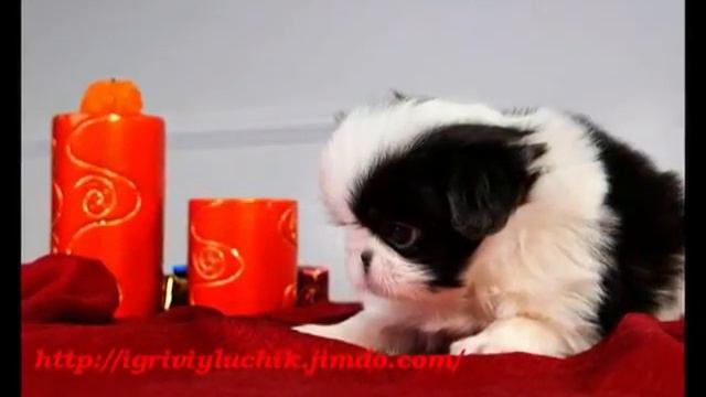 11)Кимико и Кумико(фото) смотреть онлайн