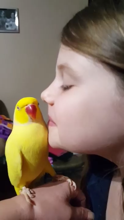 Попугай целуется с девочкой смотреть онлайн