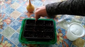 Как посадить и вырастить Альбицию(Шёлковое дерево).Семена с Алиэкспресс