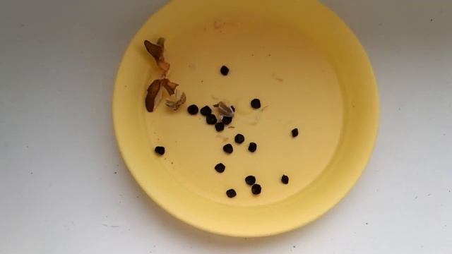 Альбука осоколистная, семена \ Albuca juncifolia seeds смотреть онлайн