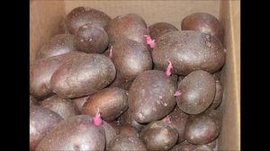картофель описание. Сорт РОЗАРА. Сортовые особенности