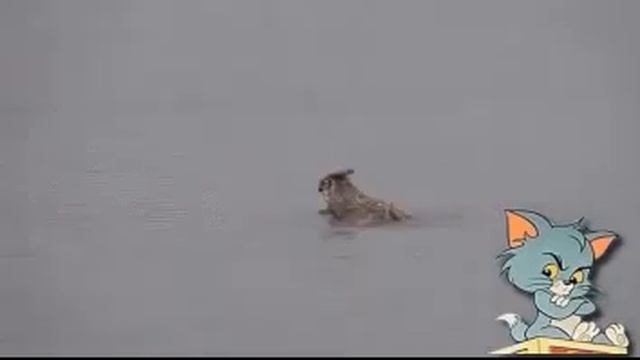 Сова плывет, с кем не бывает, забыла как летать!o4en umni vidyo смотреть онлайн