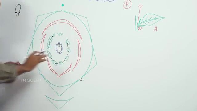 Botany Video Lesson - Chapter 4 FLORAL DIAGRAM смотреть онлайн
