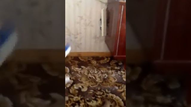 Не кот а собака смотреть онлайн