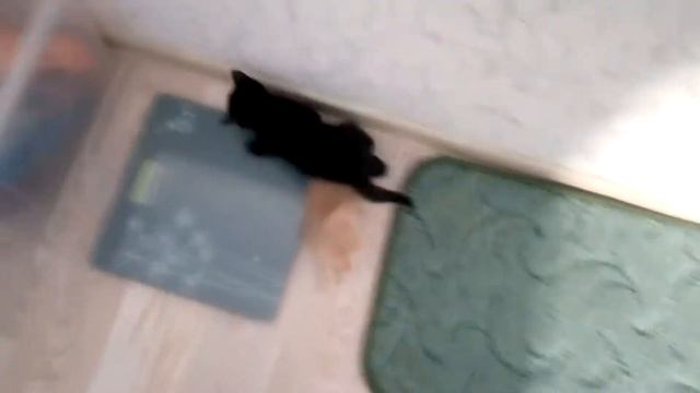 черный котёнок смотреть онлайн