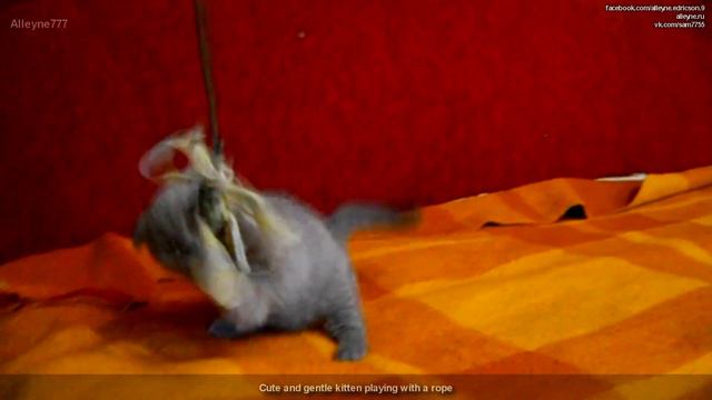 Милый и нежный котёнок играет с верёвочкой. Скоттиш фолд смотреть онлайн