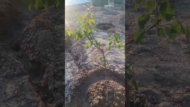ошто кочоттор арзан смотреть онлайн