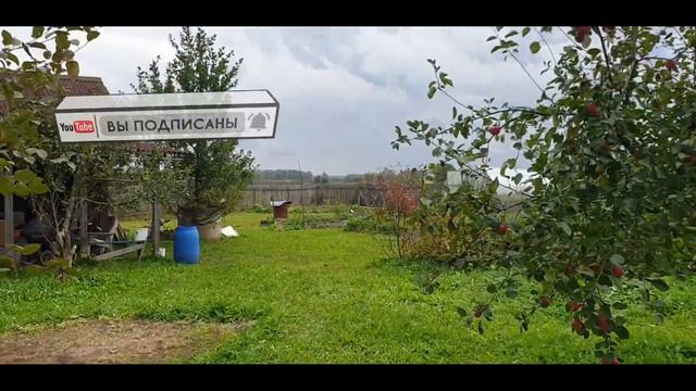 Обрезаю малину / Осень чистим участок