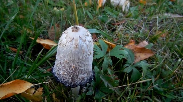 Что это за гриб? смотреть онлайн