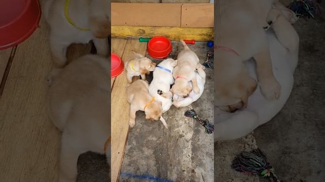 Щеночки лабрадора палевого окраса. смотреть онлайн