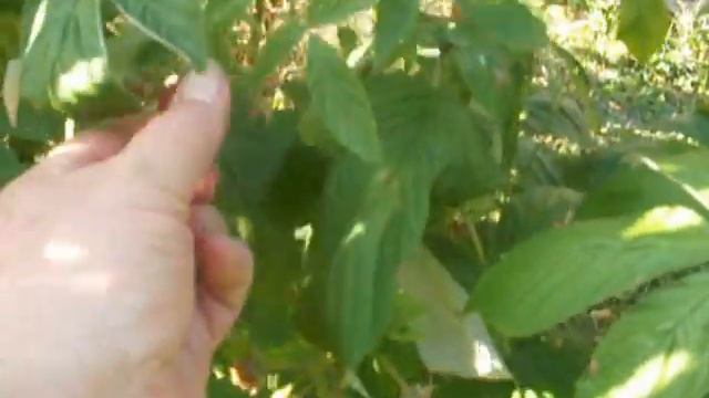 vue de mon jardin 3 смотреть онлайн