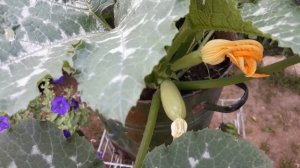 ??Главный акцент композиции- кабачок Грибовский или выращивание кабачка в горшке