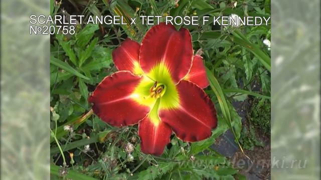 Лилейники моя селекция №20758 (SCARLET ANGEL x TET ROSE F KENNEDY) смотреть онлайн