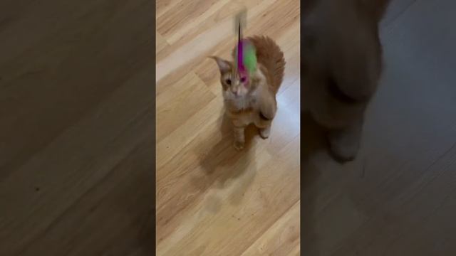 Мейн-кун мальчик 6 месяцев смотреть онлайн