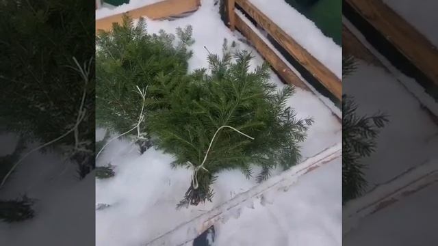 ЛАПНИК ПИХТЫ СИБИРСКОЙ | ABIES SIBIRICA смотреть онлайн